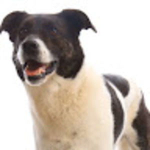 Meet your Posher, Allie